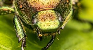 Japanese beetles are not blind