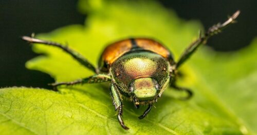 are japanese beetle blind 