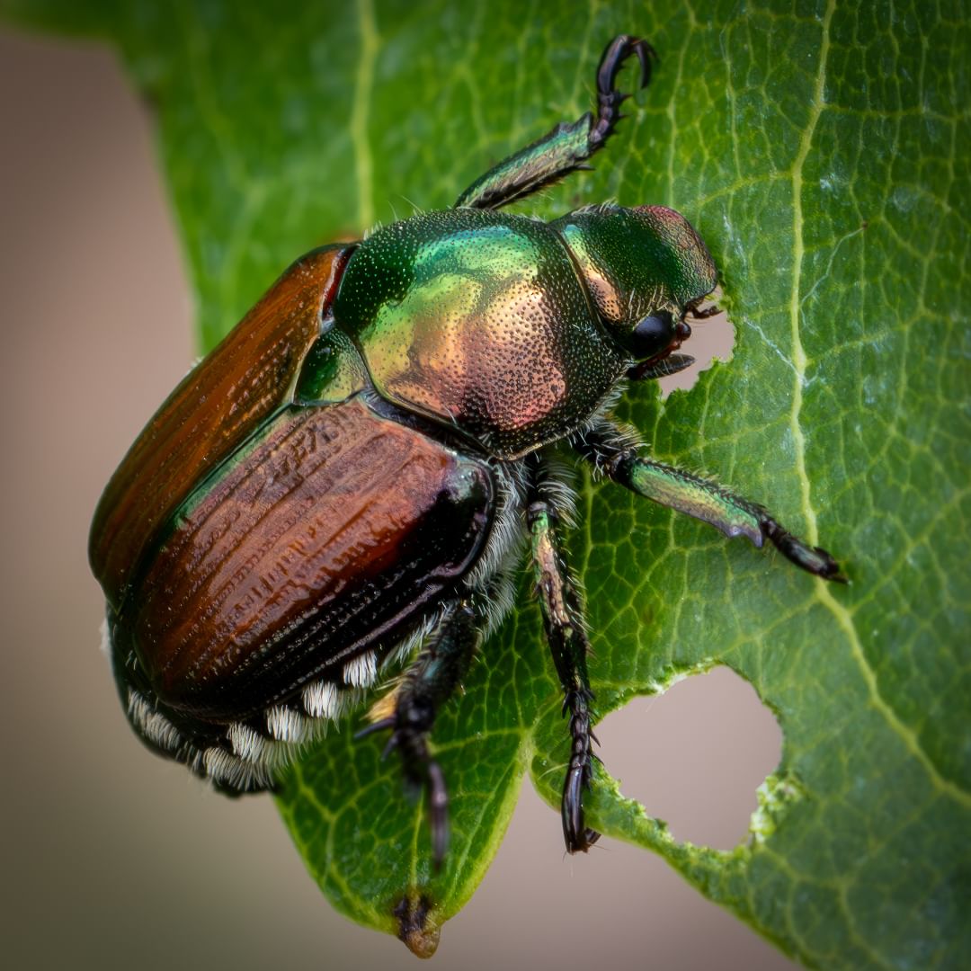 about Japanese Beetles