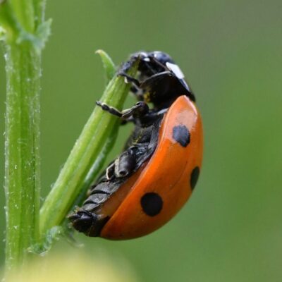 ladybugs on plant 
