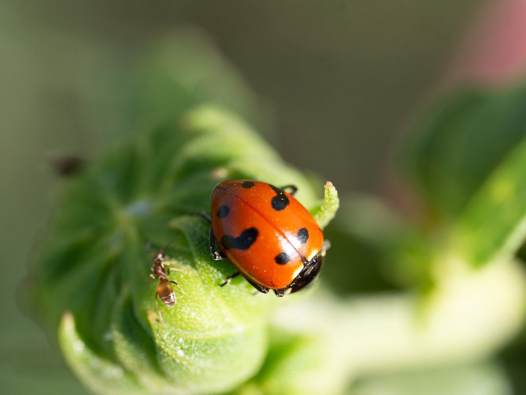Do ladybugs eat russet mites 
