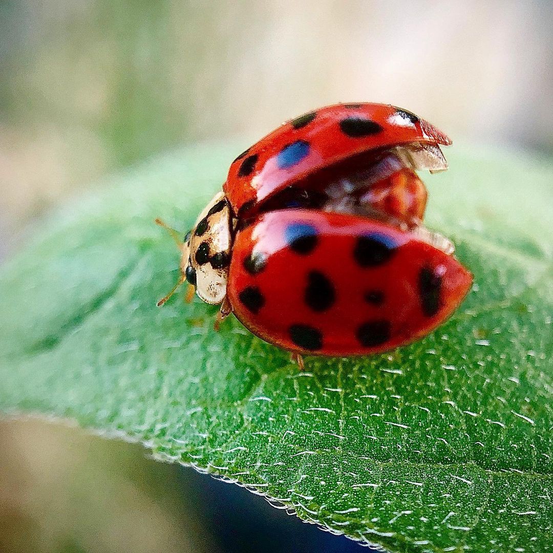 do ladybugs eat russet mites 