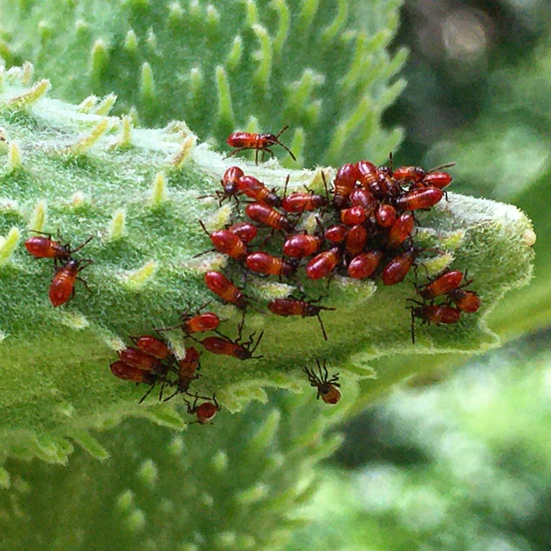 are aphids red 