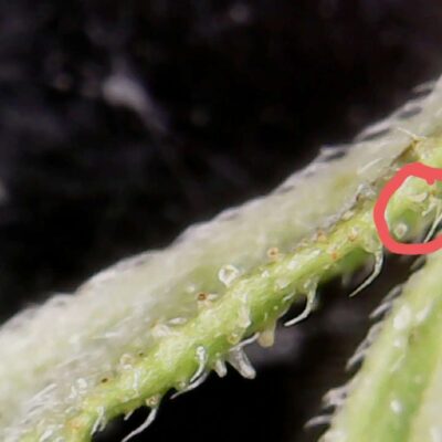 russet mites on plants