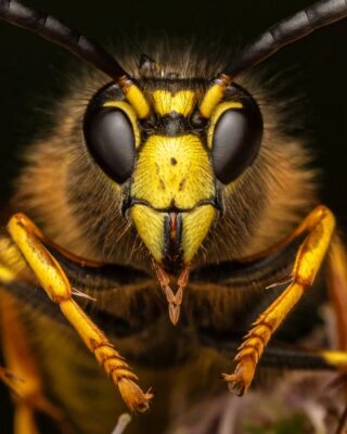 do wasps eat japanese beetles