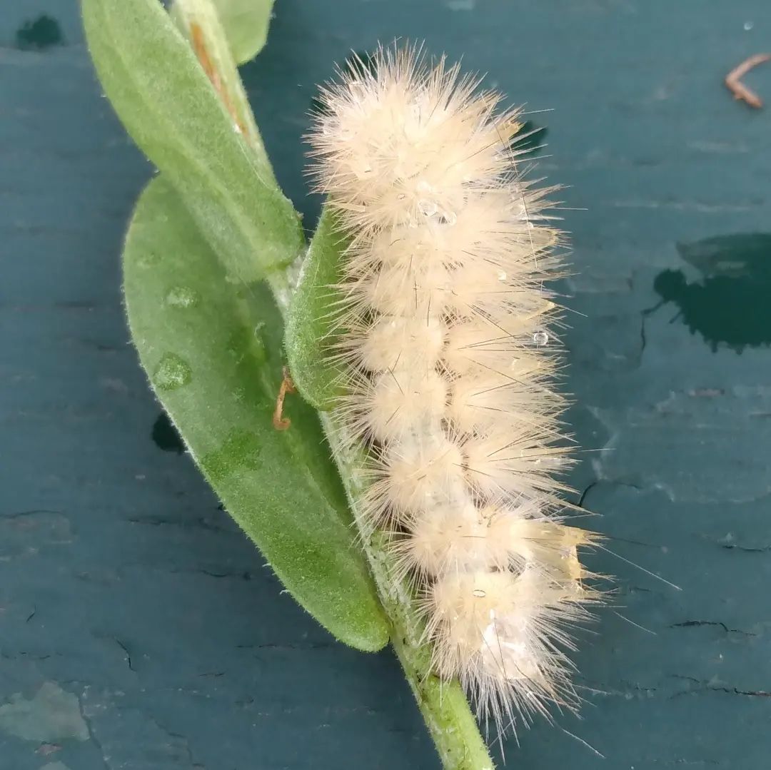 What does a yellow woolly bear caterpillar turn into? Discover its metamorphosis into the vibrant Virginia tiger moth.