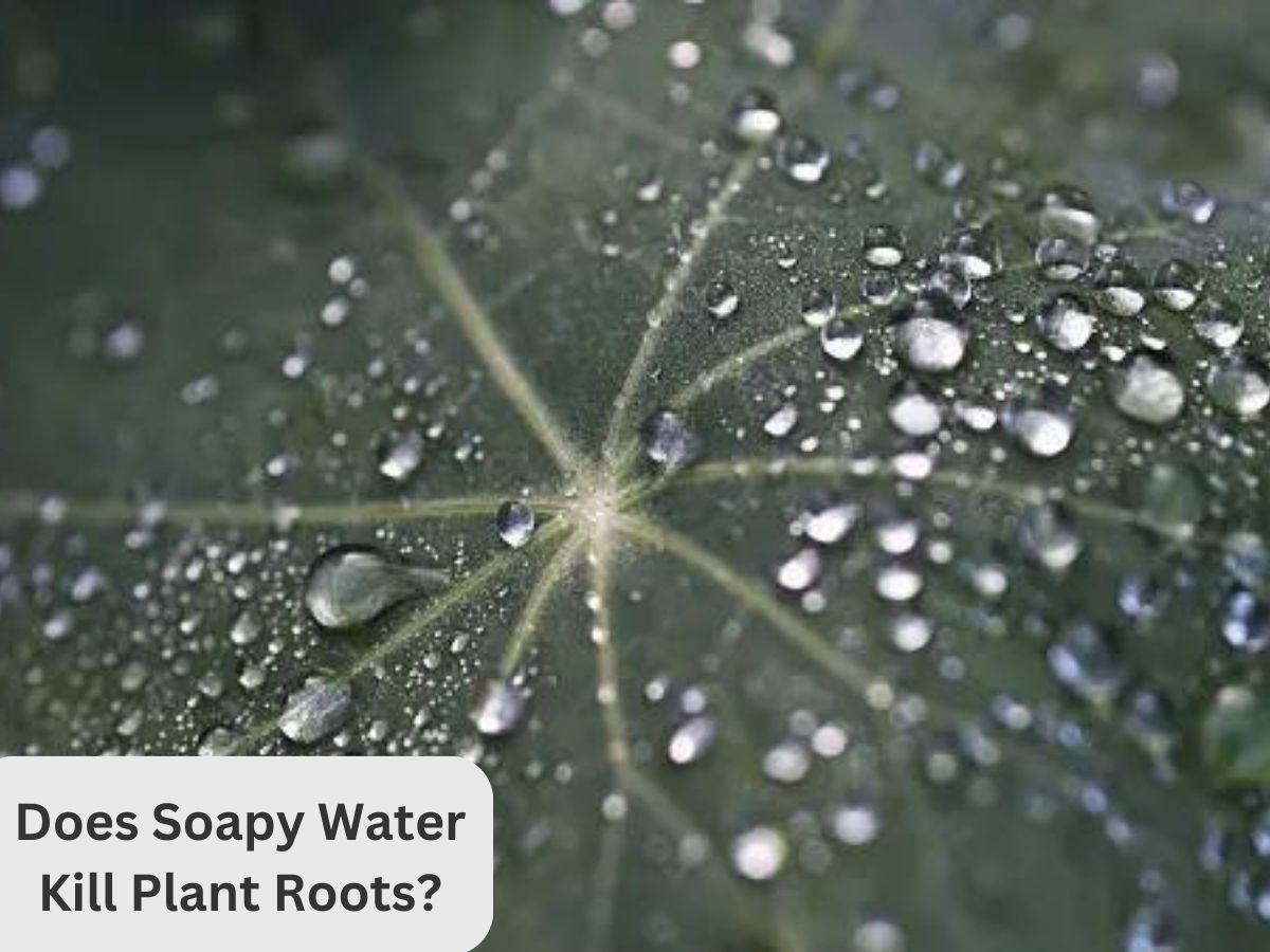 Does Soapy Water Kill Plant Roots?