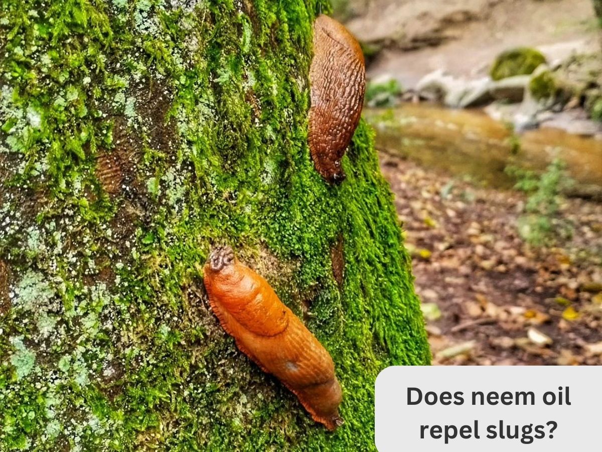 Does neem oil repel slugs