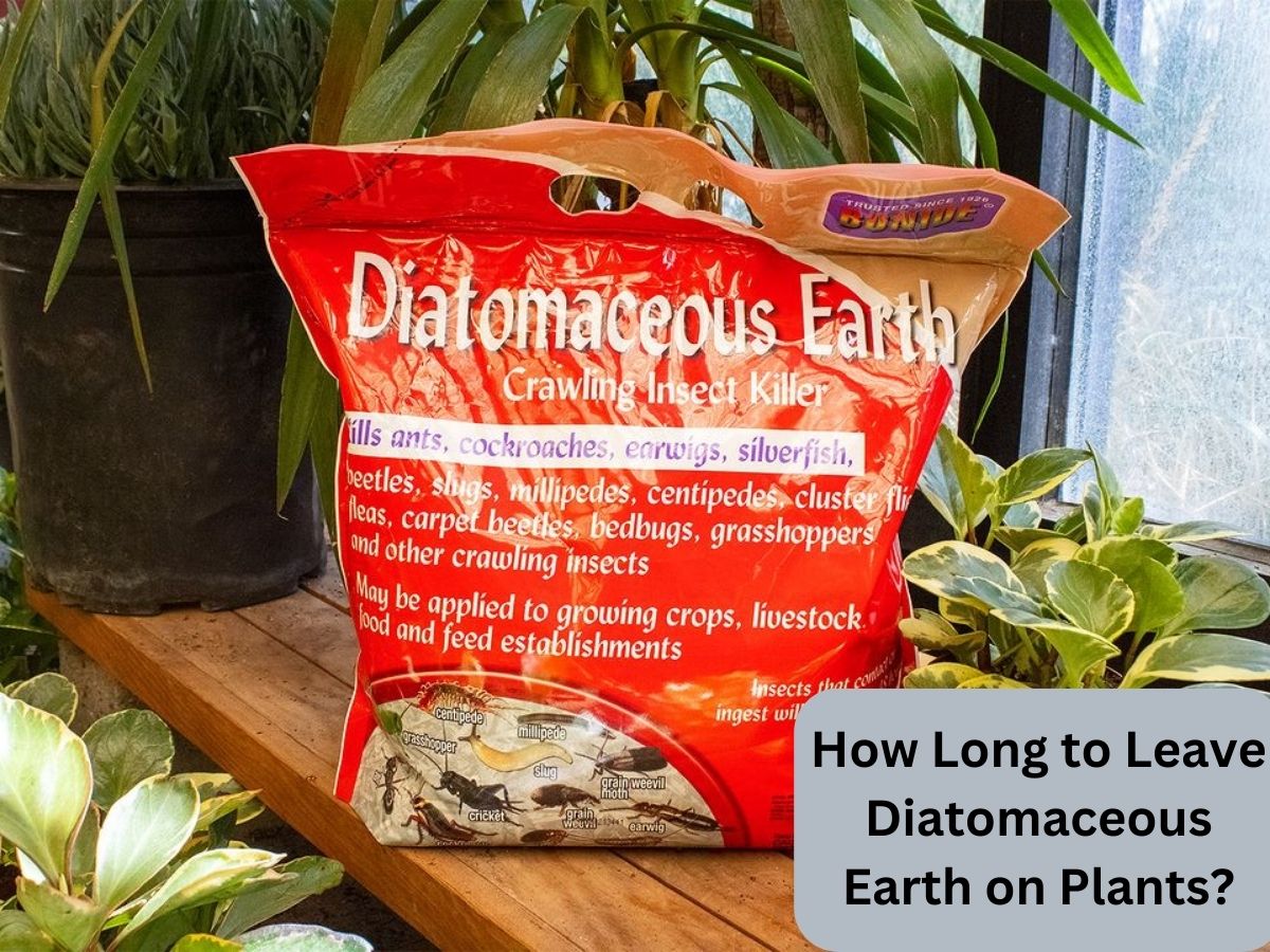 How Long to Leave Diatomaceous Earth on Plants