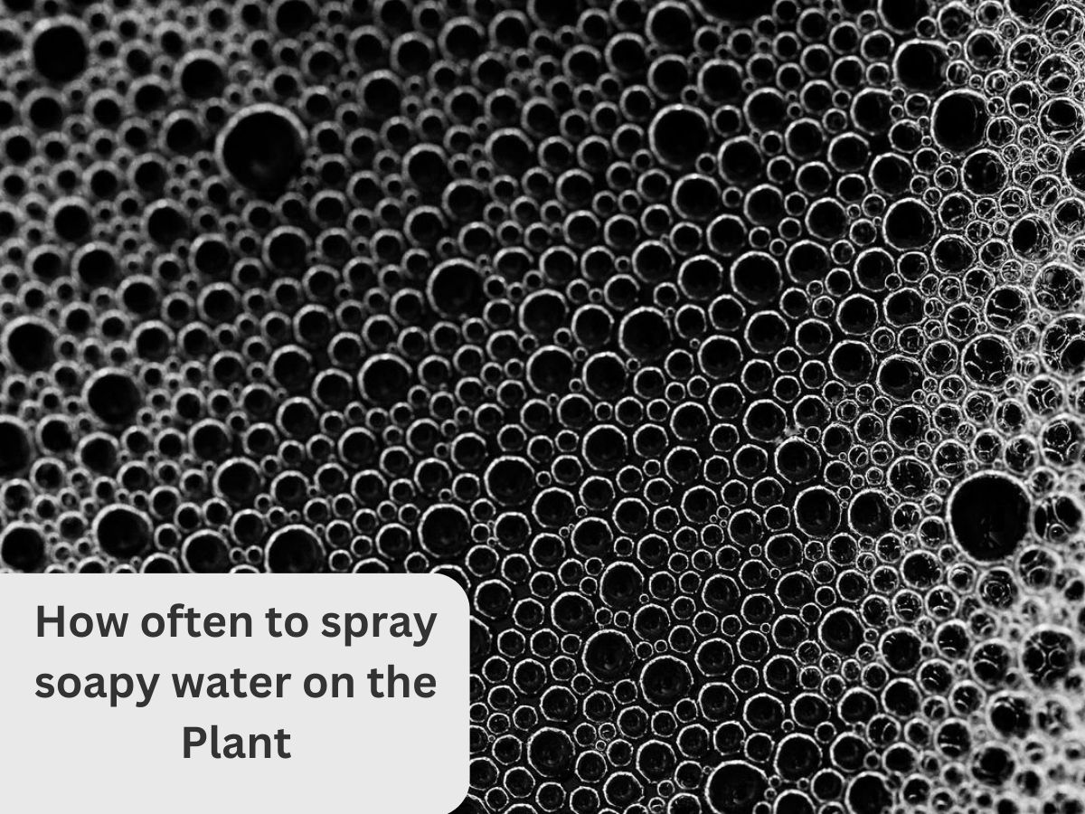 How often to spray soapy water on the plant
