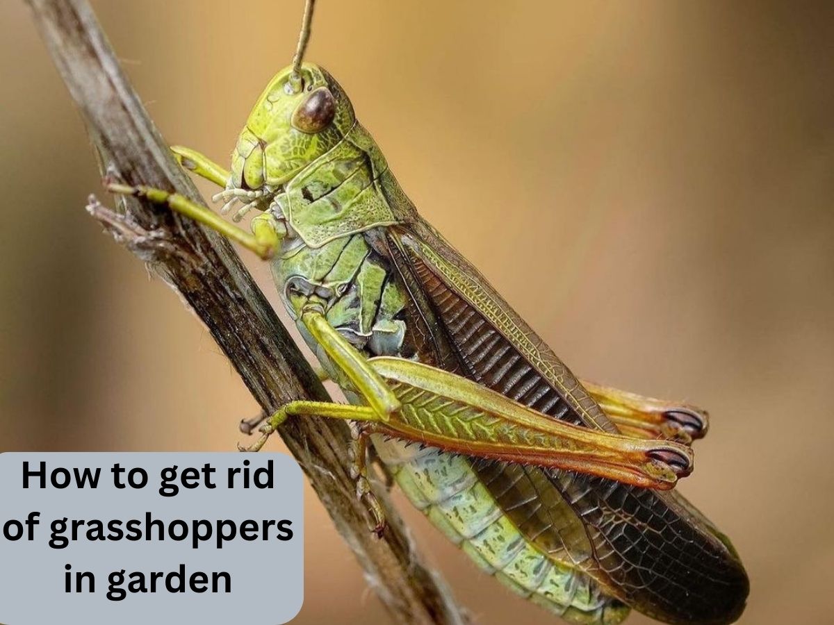 How to get rid of grasshoppers in garden