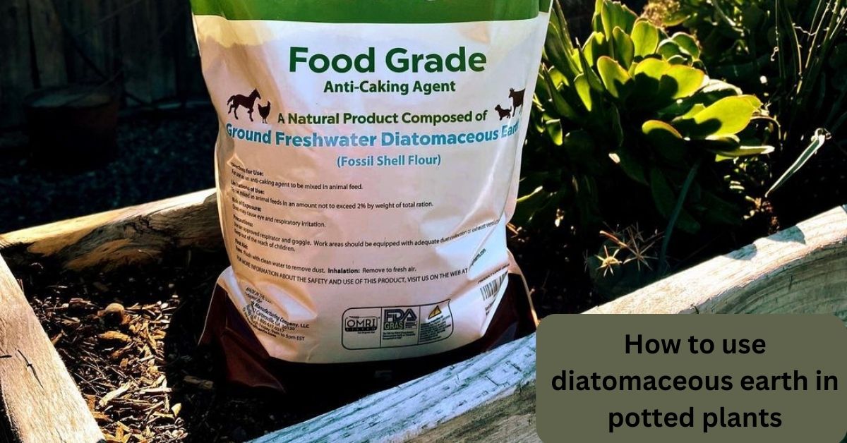 How to use diatomaceous earth in potted plants