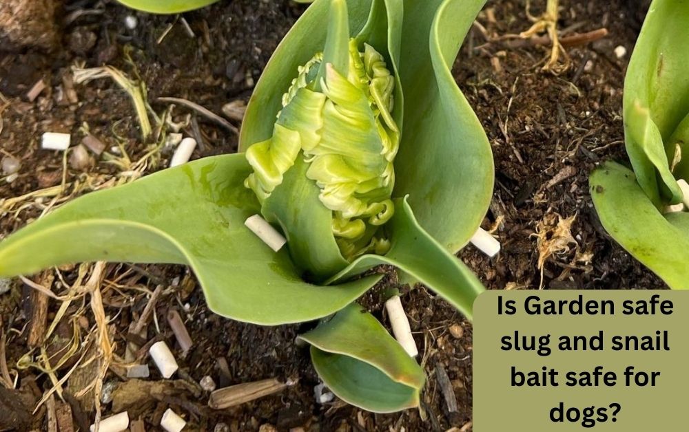 Is Garden safe slug and snail bait safe for dog