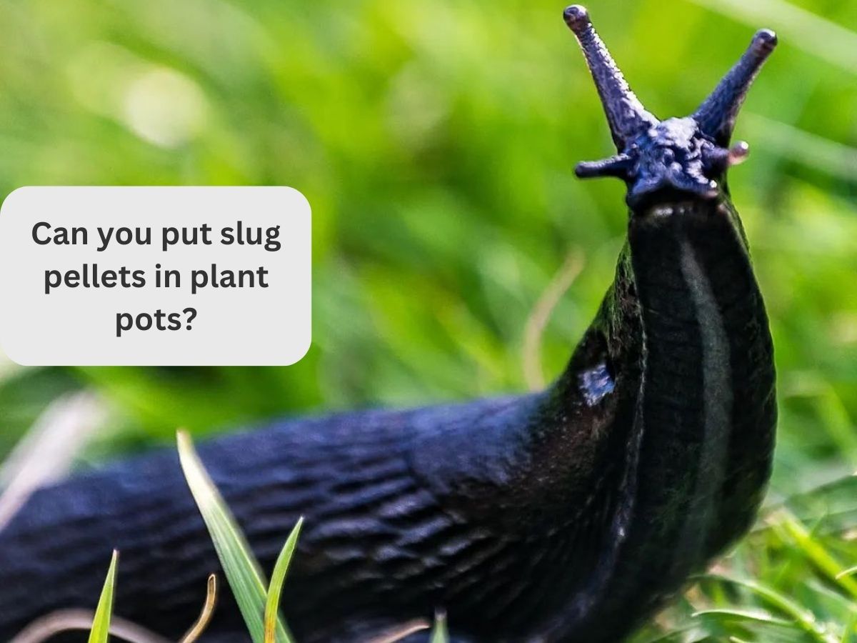 can you put slug pellets in plant pots