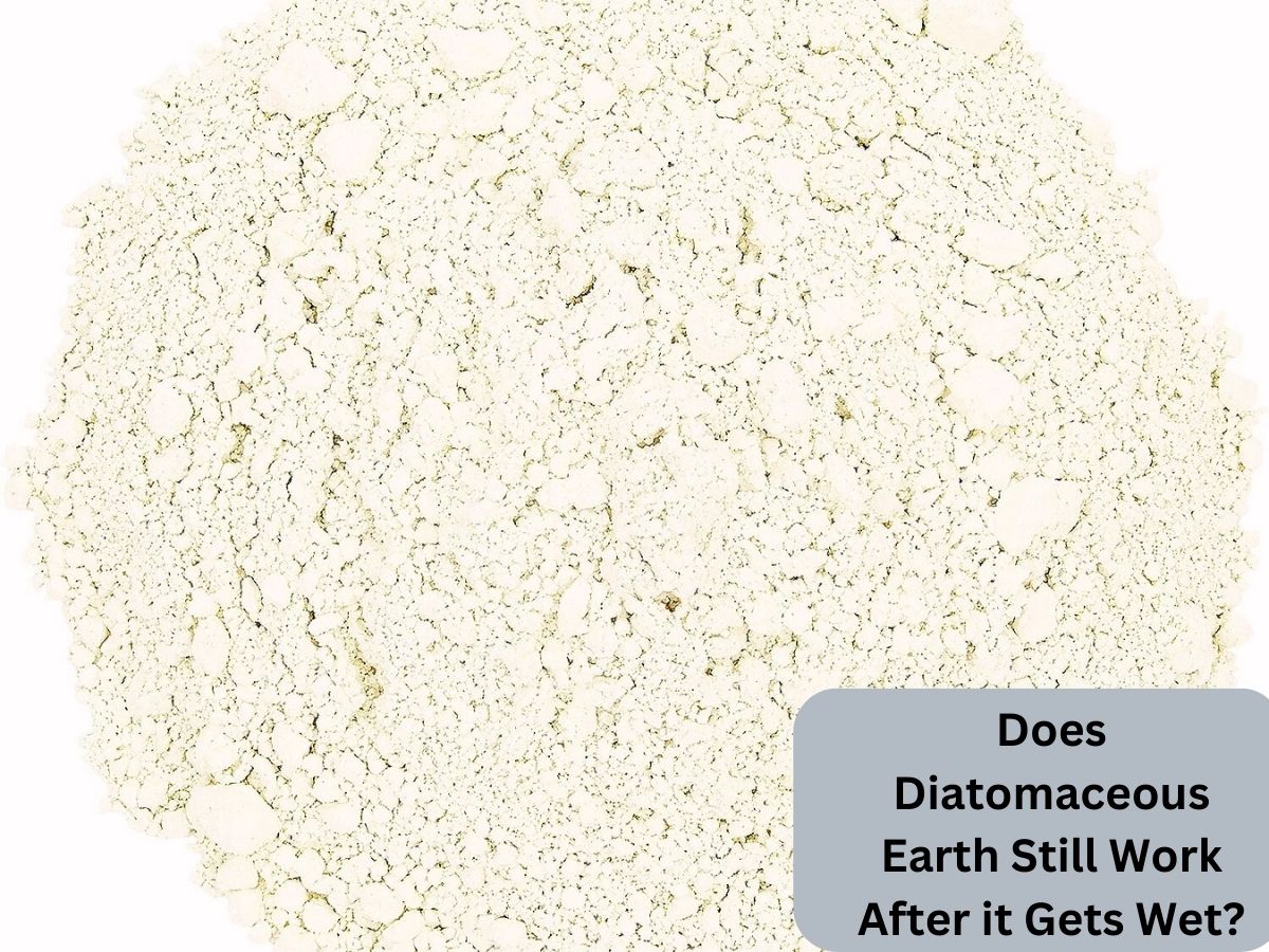 Does diatomaceous earth still work after it gets wet? Learn how to maximize DE's effectiveness in damp conditions.