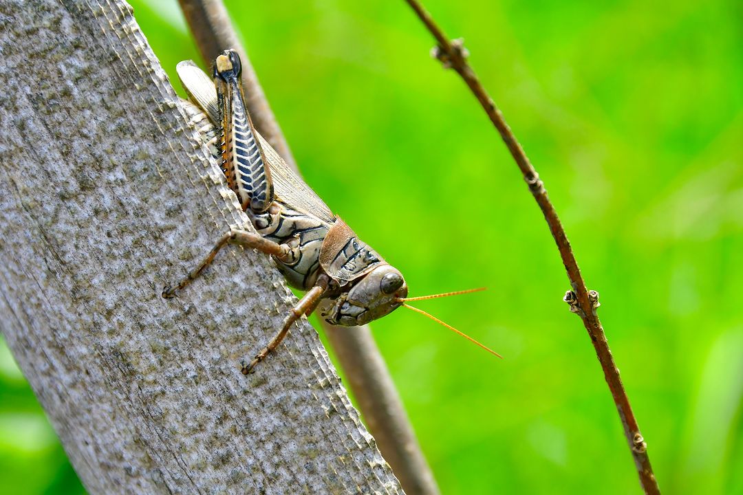 How to get rid of grasshoppers in garden