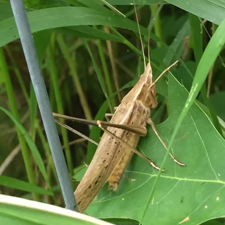 Grasshopper eating leaf