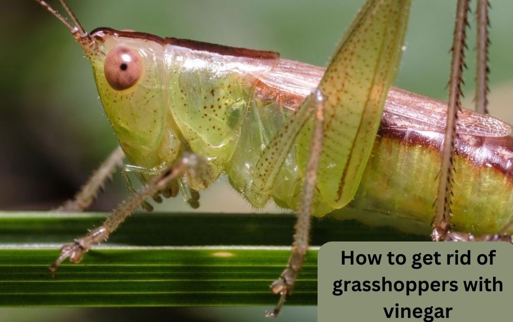 how to get rid of grasshoppers with vinegar