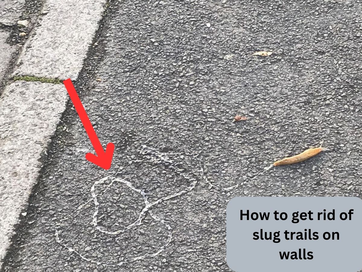 how to get rid of slug trails on walls