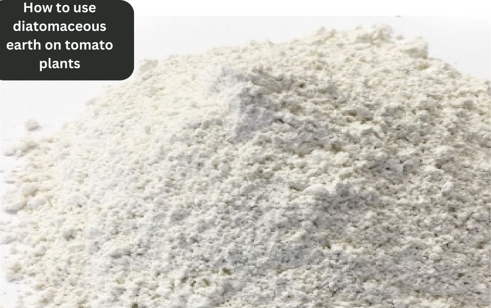 How to Use Diatomaceous Earth on Tomato Plants