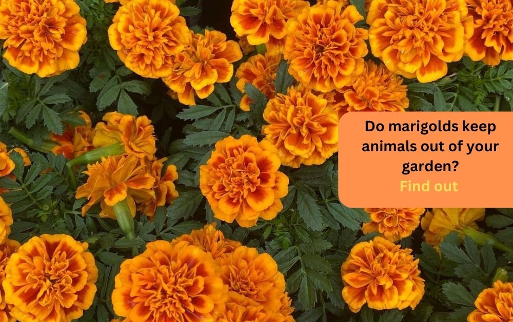 Do marigolds keep animals out of your garden
