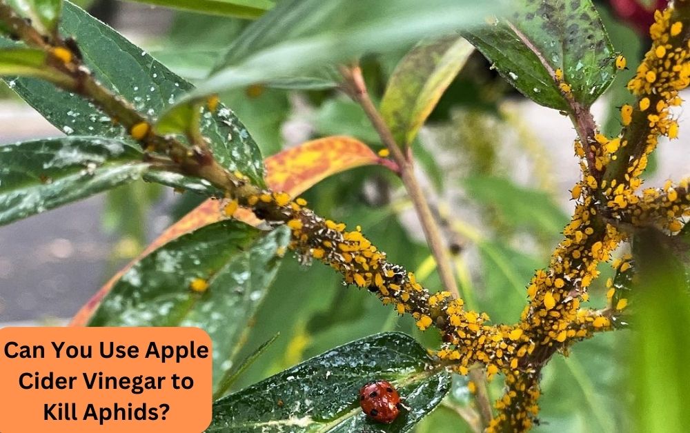 can you use apple cider vinegar to kill aphids