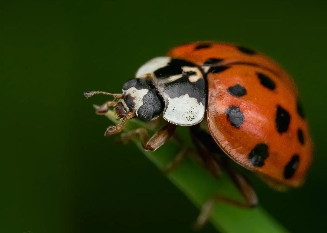 how long can a ladybug live without food