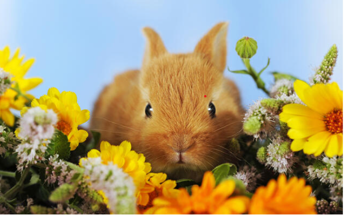 rabbit in marigolds