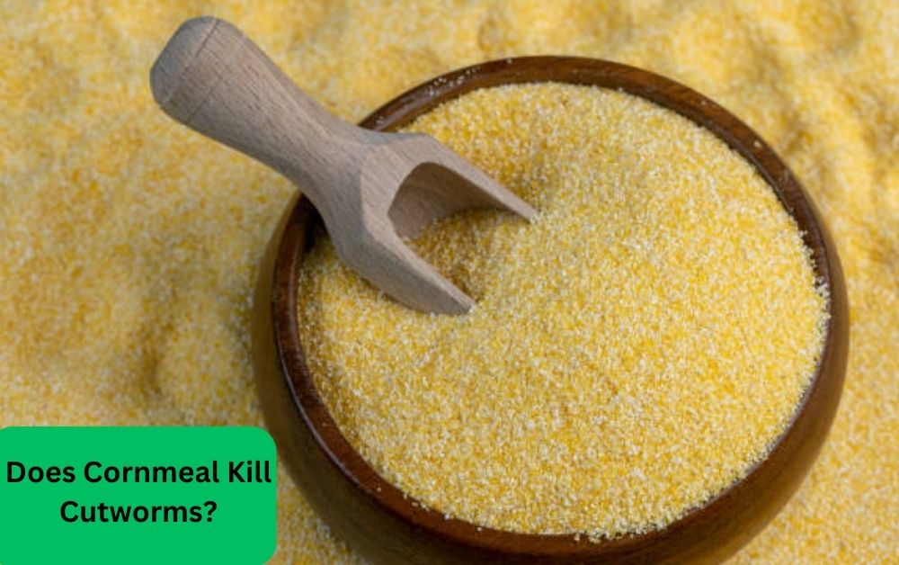 Does Cornmeal Kill Cutworms?