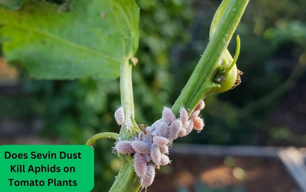 Does Sevin Dust Kill Aphids on Tomato Plants