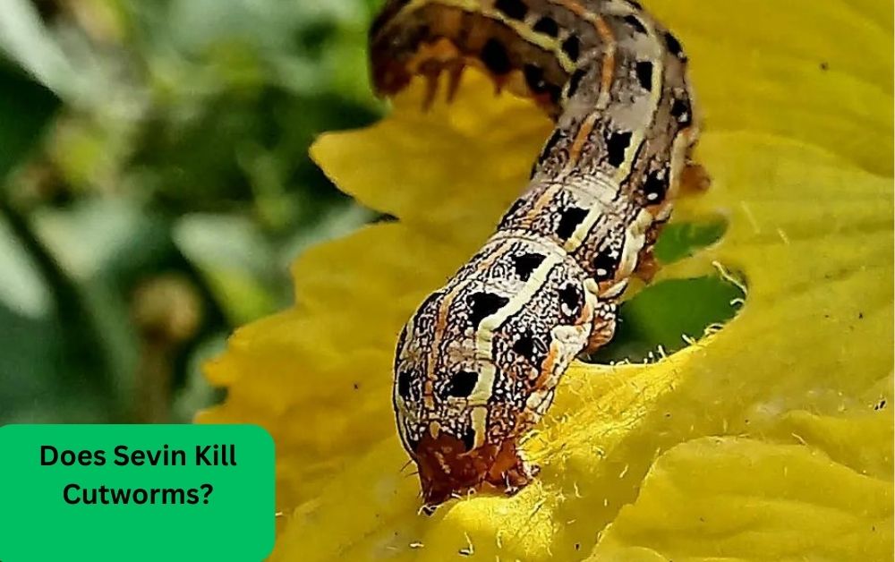 Does Sevin Kill Cutworms?