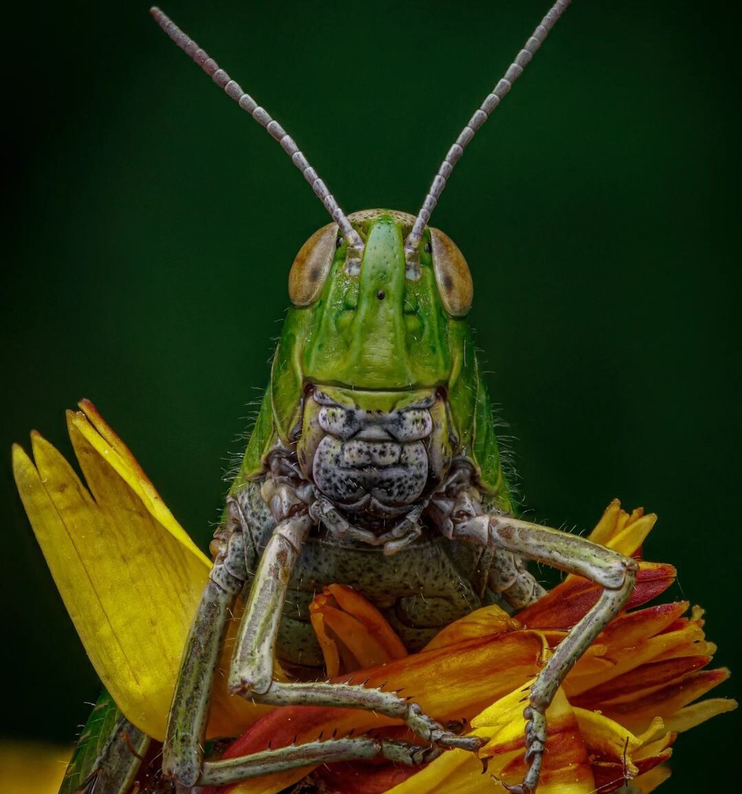 best grasshopper repellent