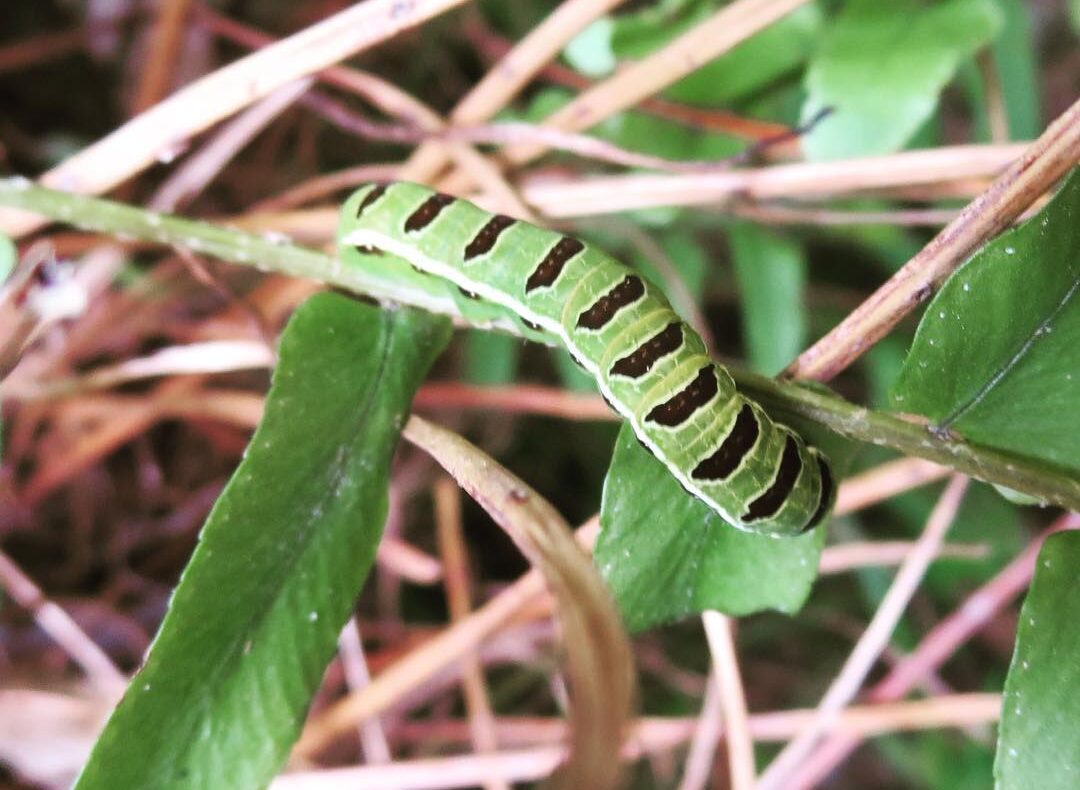 how to get rid of fern caterpillars