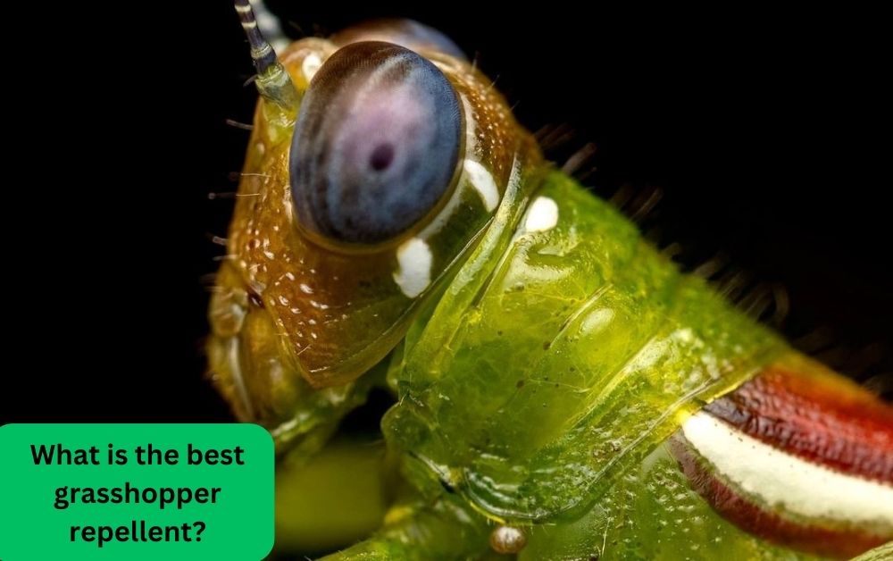 what is the best grasshopper repellent
